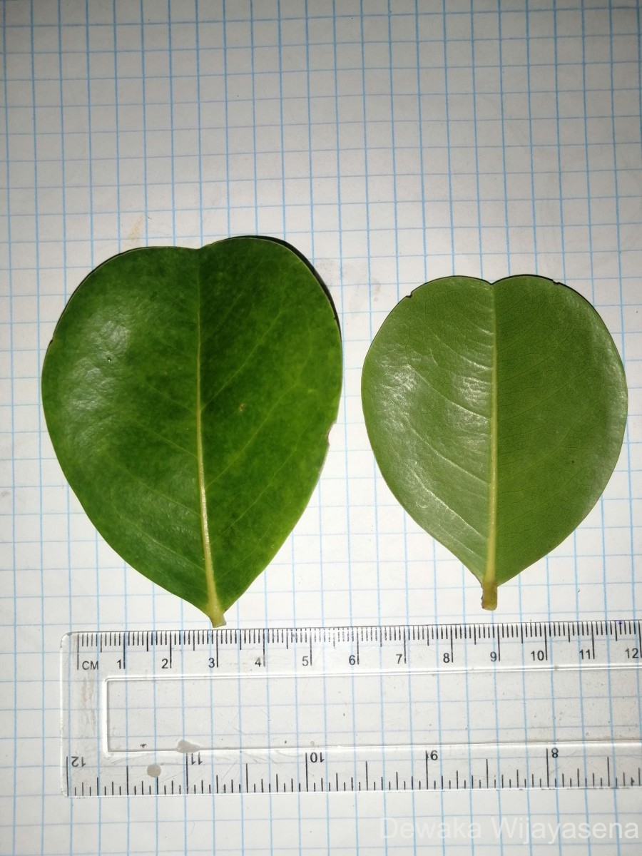 Chrysobalanus icaco L.